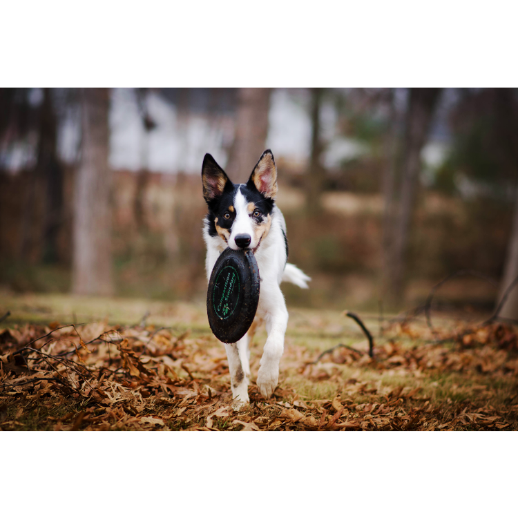 Dog Discs